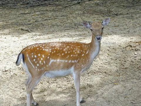 Deer in the forest during the summer Stock Photos