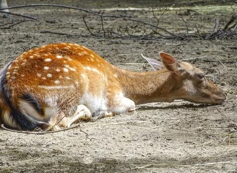 Deer in the forest during the summer Фото