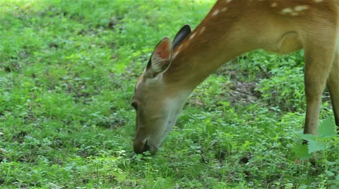 Deer in forest eats grass Stock Footage 53485878