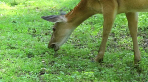 Deer in forest eats grass Stock Footage 53485975