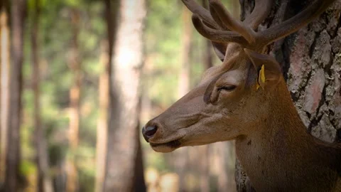 Deer in forest farm Stock Footage 293991898