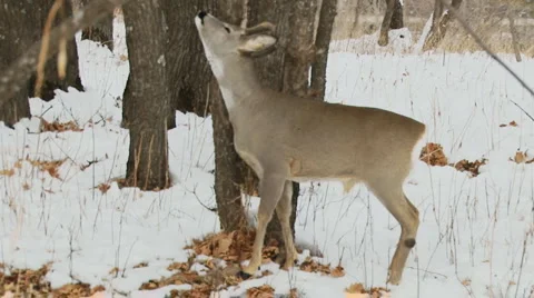 Deer in the forest Stock Footage 1033171