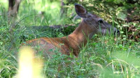 Deer in the forest Stock Footage 1067961