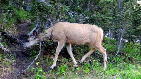 Deer in the forest Stock Footage 1071483