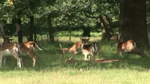 Deer in forest Vidéo 11566564