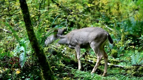Deer in the forest Stock Footage 11890825