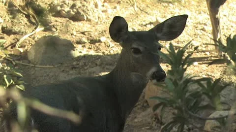 Deer In The Forest Video stock 19058399