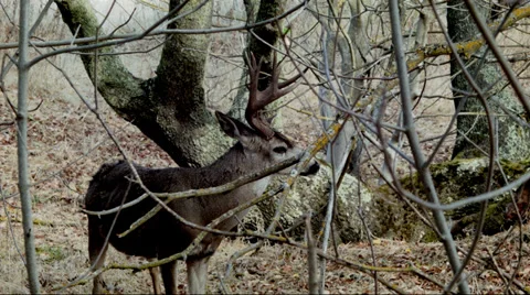 Deer in the forest Stock Footage 32968957
