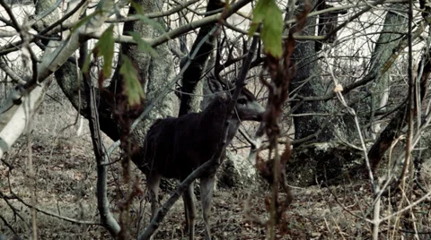 Deer in the forest Stock Footage 32969015