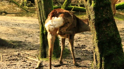 Deer In Forest Stock Footage 36168631