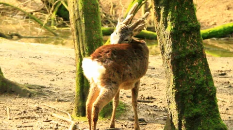 Deer In Forest Stock Footage 36168753