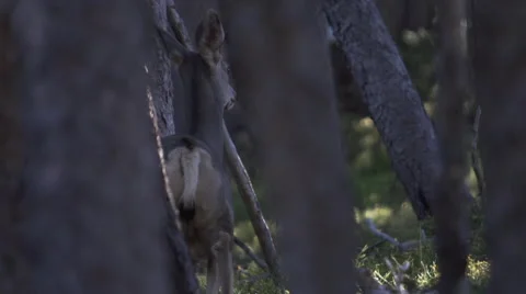 Deer in Forest Stock Footage 42356970