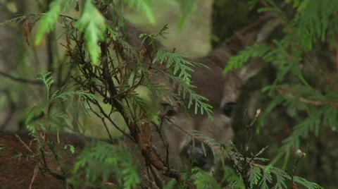 Deer in Forest Video stock 43180443