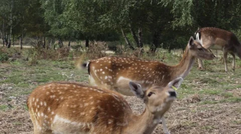 Deer in the forest Stockbeeldmateriaal 56498717