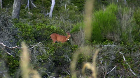 Deer in the forest Stock Footage 59990157
