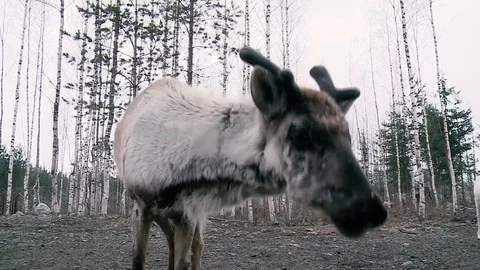 Deer in the forest Stock Footage 77514529