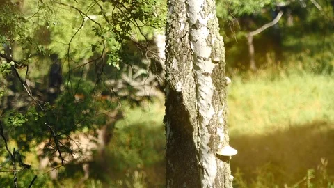 Deer in the forest Stock Footage 81996292