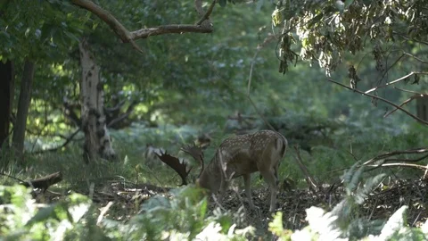 Deer in the forest Stock Footage 82722243