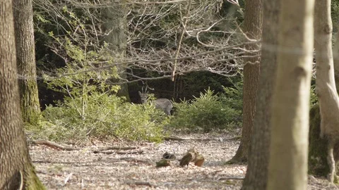 Deer in the forest Stock Footage 89695296