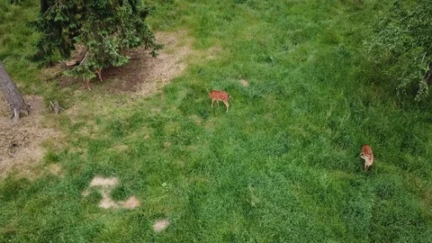 Deer in the forest Stock Footage 91373968