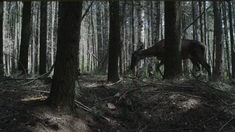 Deer in the Forest Stock Footage 93184371