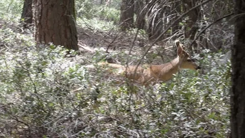 Deer in Forest Stockbeeldmateriaal 107069370