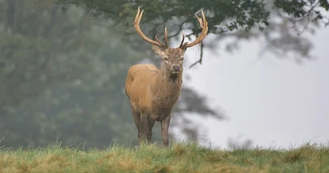Deer in the forest Stock Footage 119786882