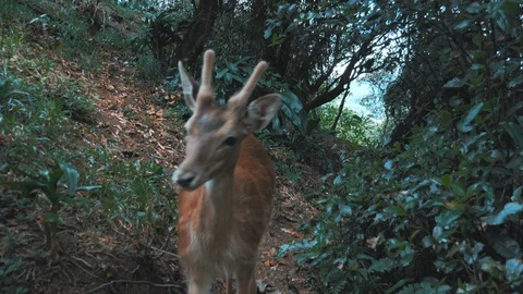 A deer in the forest Video stock 123336309