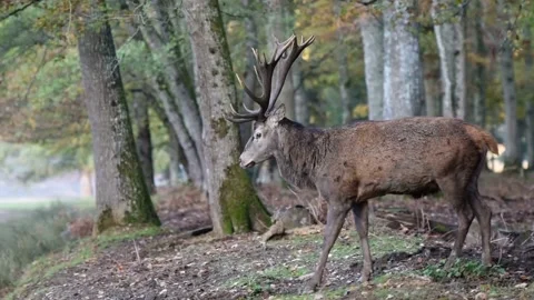 Deer in forest Stock Footage 131417033