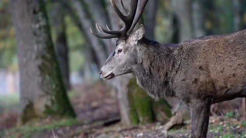 Deer in forest Stock Footage 131417034