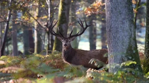 Deer in forest Video stock 131417035
