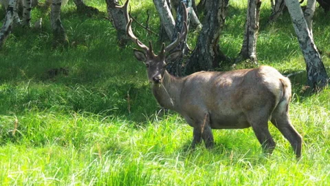 Deer in the forest Stock Footage 159722711