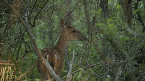 Deer in Forest Stock Footage 185680072