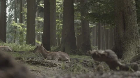 Deer in forest Stock Footage 239923566