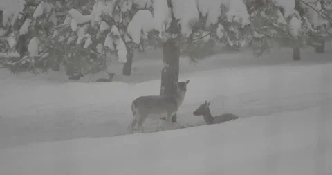 Deer in the Forest Stock Footage 250782950