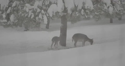 Deer in the Forest Stock Footage 250783085