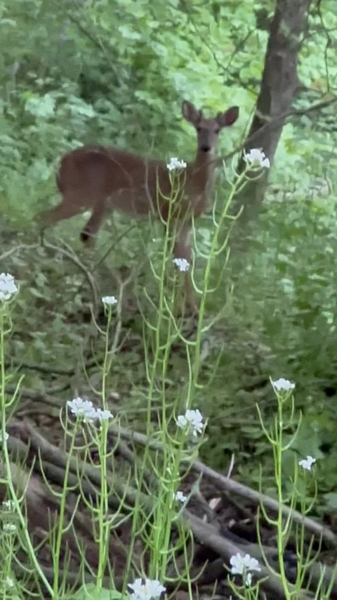 A deer in the forest Stock Footage 292942961