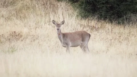 Deer in the forest Stock Footage 302885156