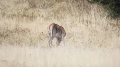 Deer in the forest Stock Footage 302885157