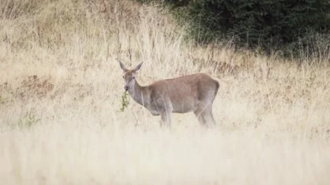 Deer in the forest Stock Footage 302885158