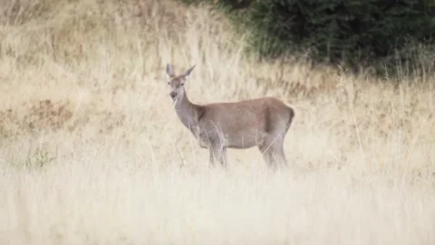 Deer in the forest Stock Footage 302885161