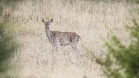 Deer in the forest Stock Footage 302885172