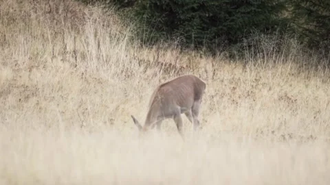 Deer in the forest Stock Footage 302885174