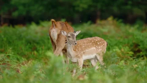 Deer in Forest Stock Footage 310863978