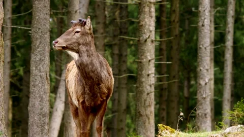 Deer in forest 動画素材 311436439