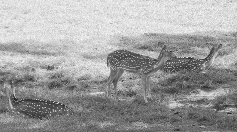 Deer in the forest on grass field Stock Footage 45962124