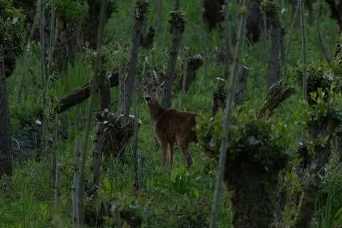 Deer in the forest looking at the camera Stock Photos