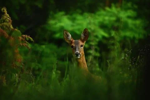 Deer in the forest looking at the camera in spring season Foto stock