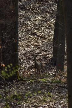 Deer in the forest looking at the camera in spring season Stock Photos