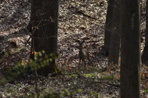 Deer in the forest looking at the camera in spring season Stock Photos